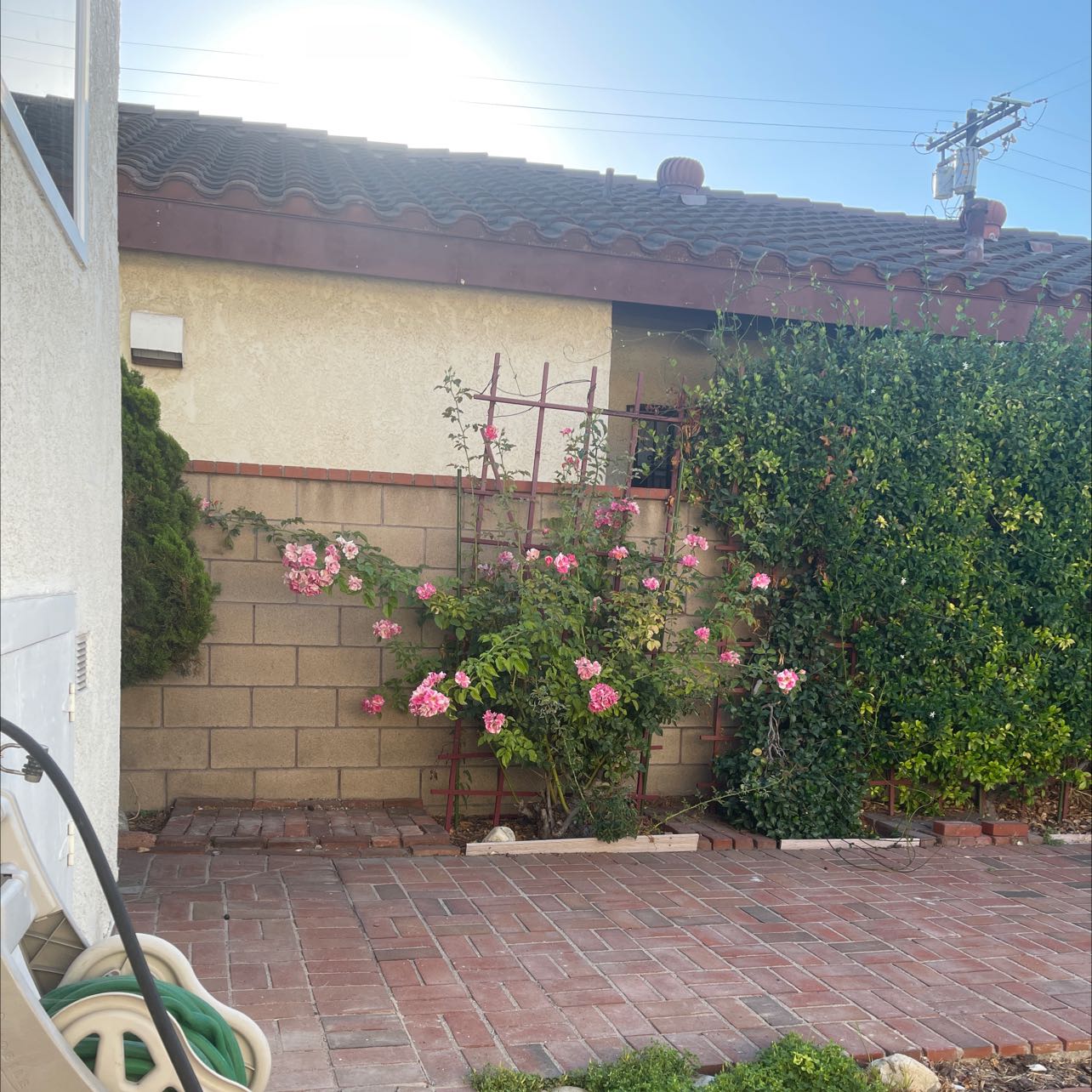 Flowering Bowerplant with pink blooms growing against a wall with a trellis.
