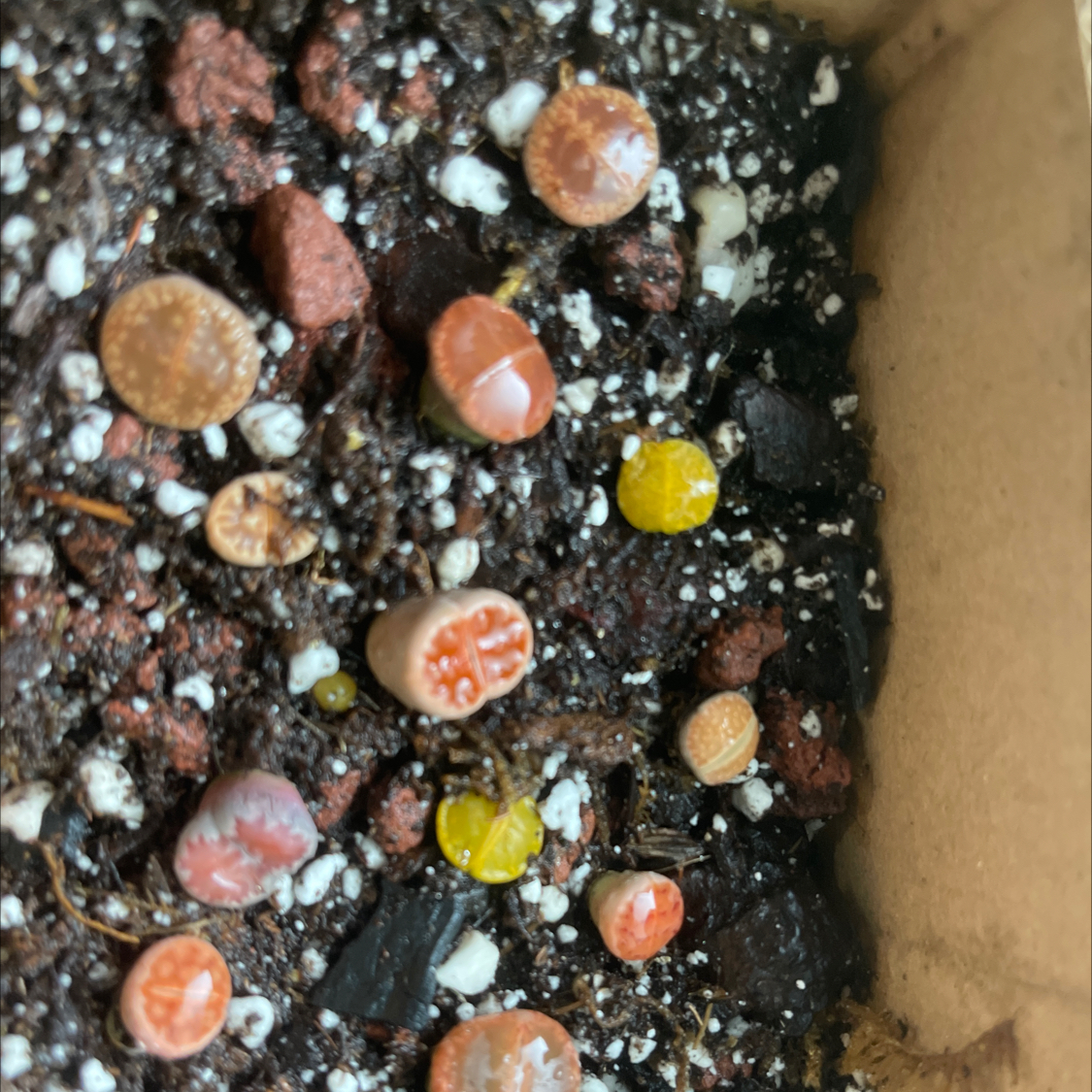 Photo of the plant species Living Stone by @JovialSarcodes named Demi on Greg, the plant care app