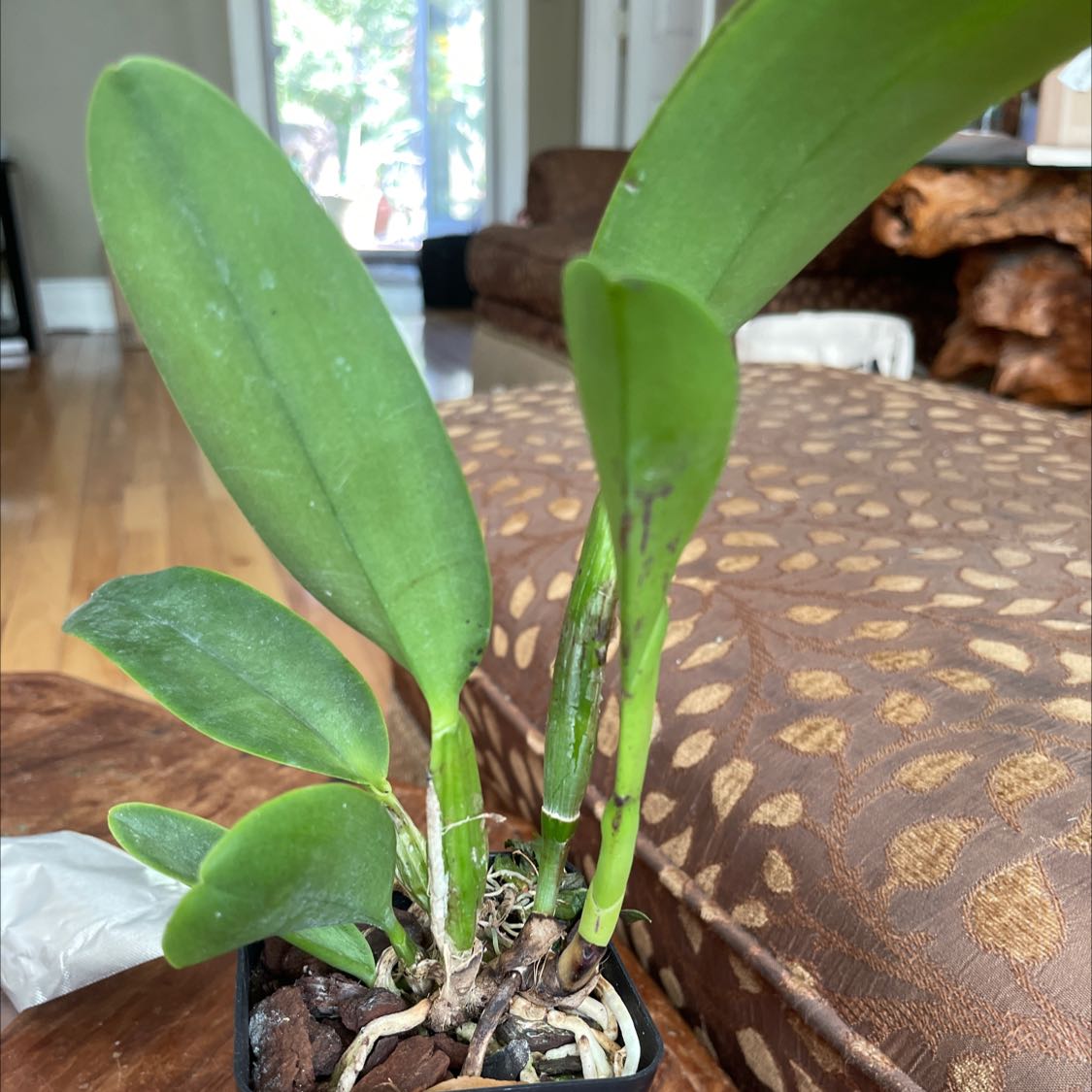 Photo of the plant species Guarianthe aurantiaca by @JovialSarcodes named Marilyn on Greg, the plant care app