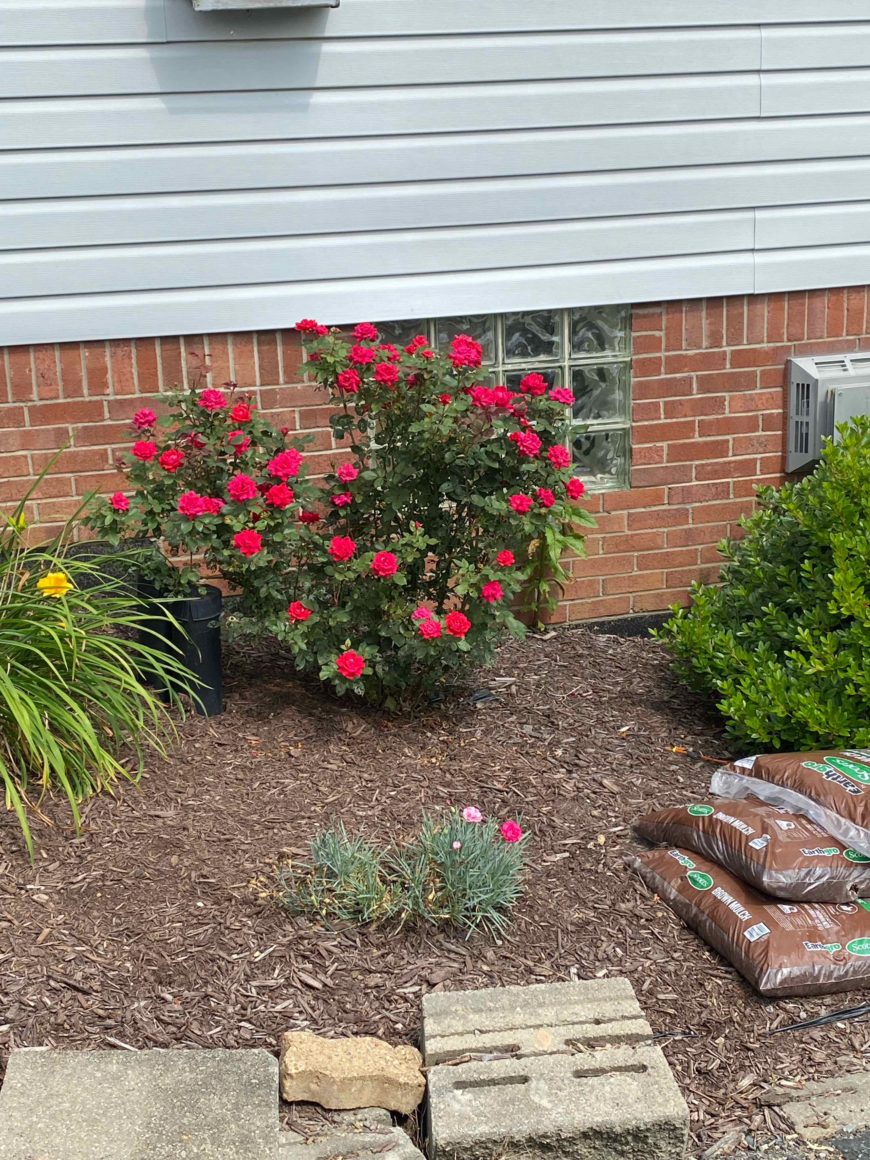 Why Are My Knock Out Rose Leaves Turning Yellow?