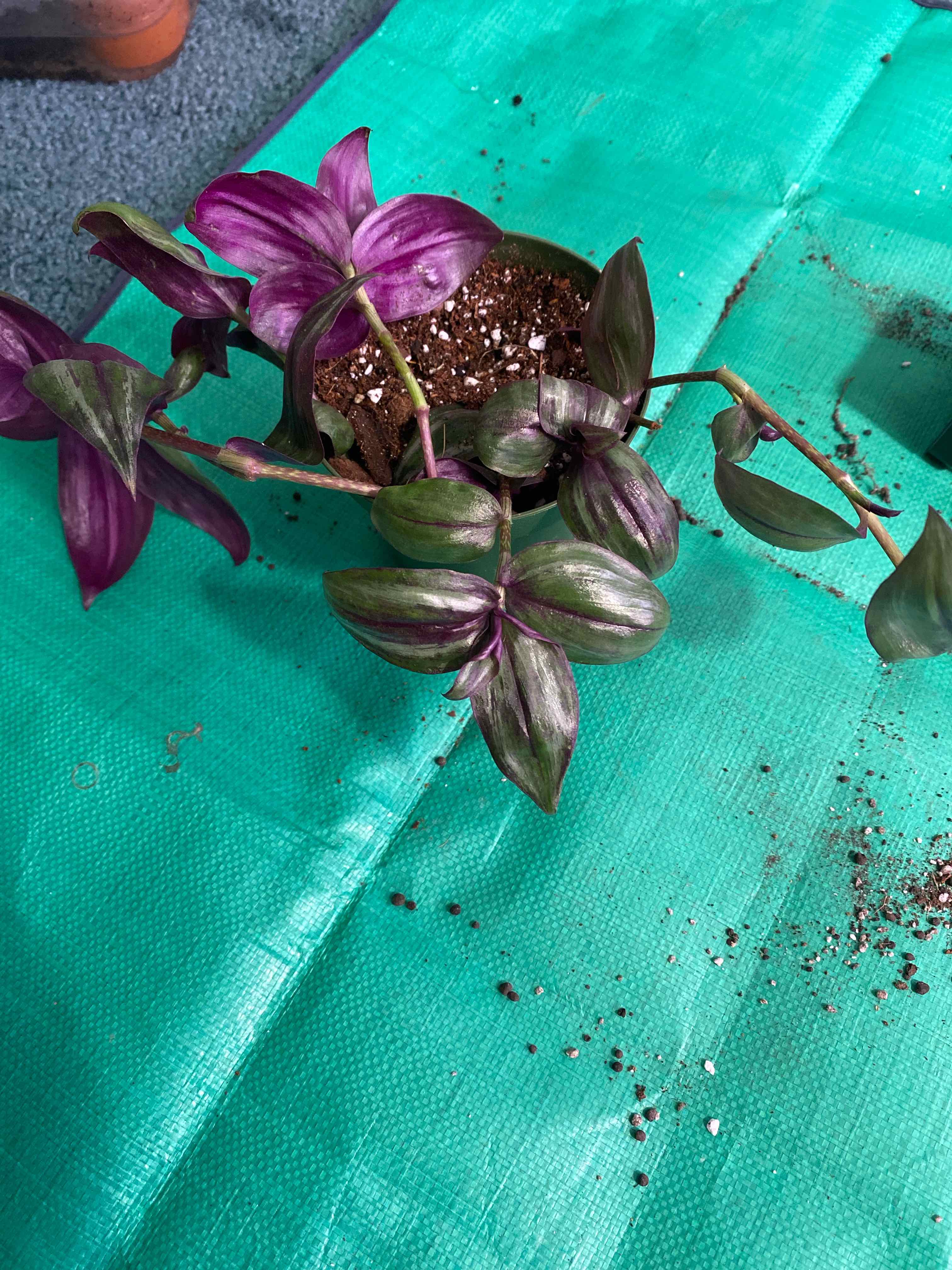 Tradescantia Quadricolor plant with vibrant purple and green leaves in a pot on a green surface.