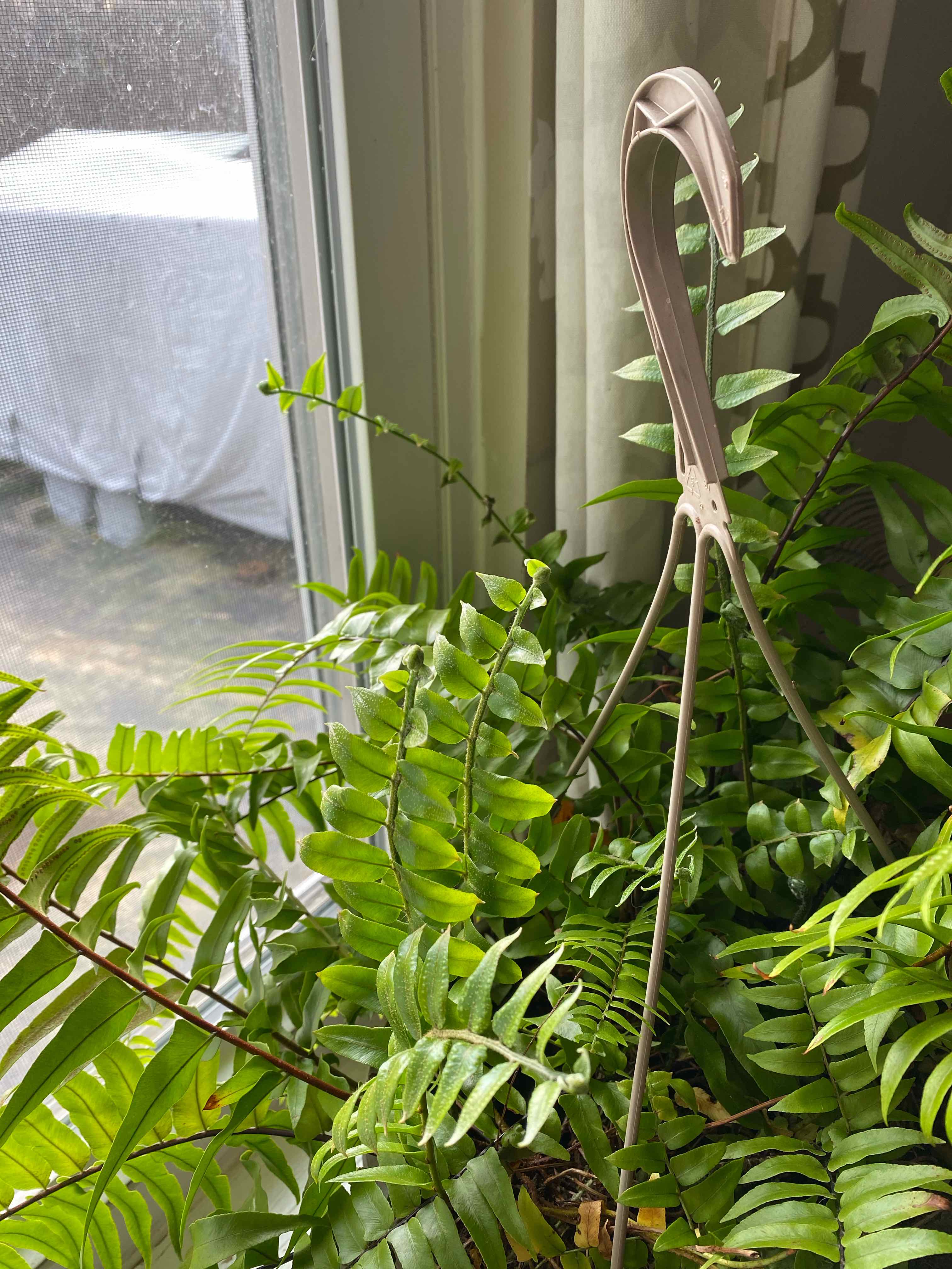 Bold Sword Fern near a window with vibrant green leaves.