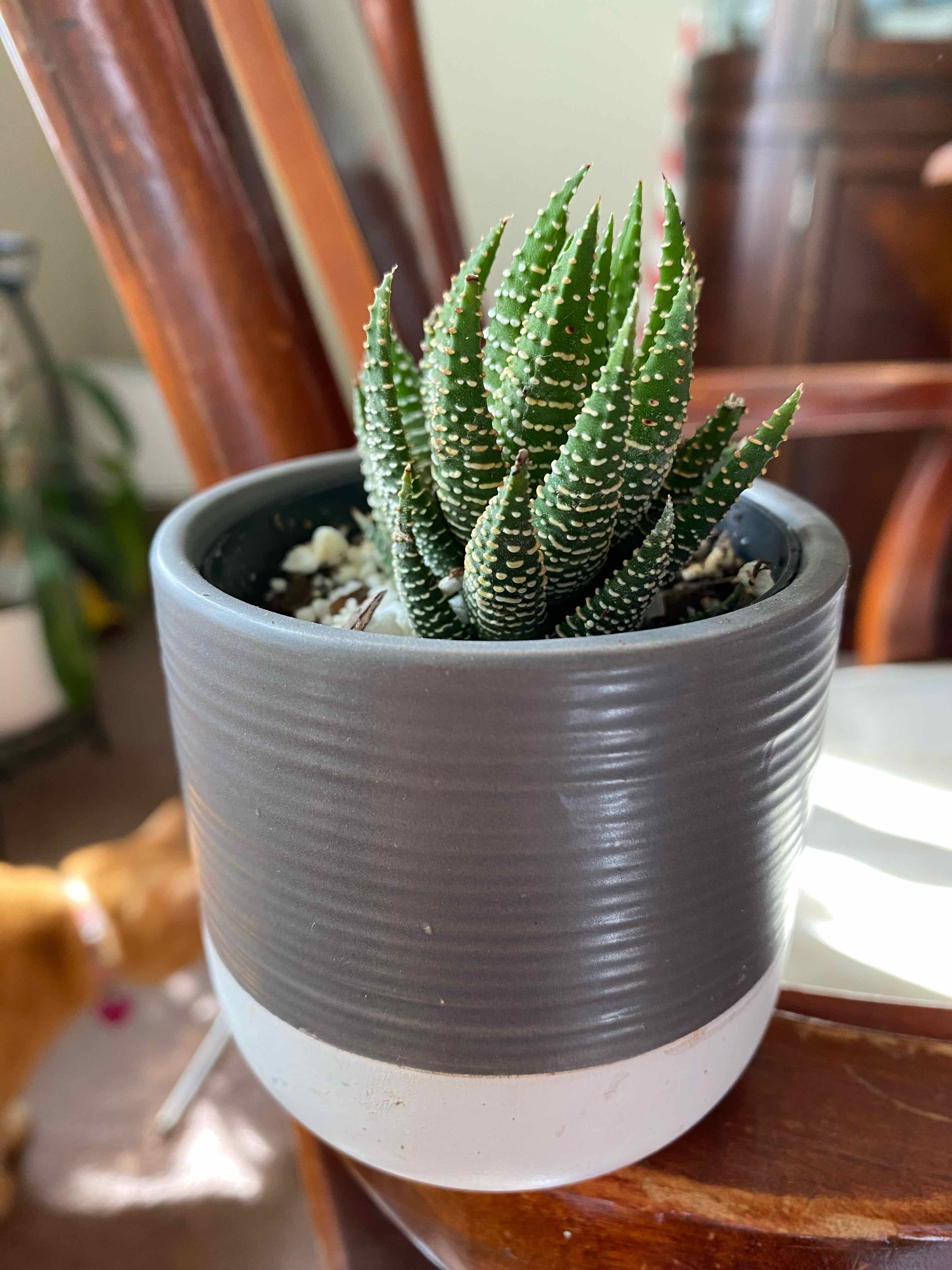 Haworthiopsis coarctata plant in a pot, healthy and well-framed.