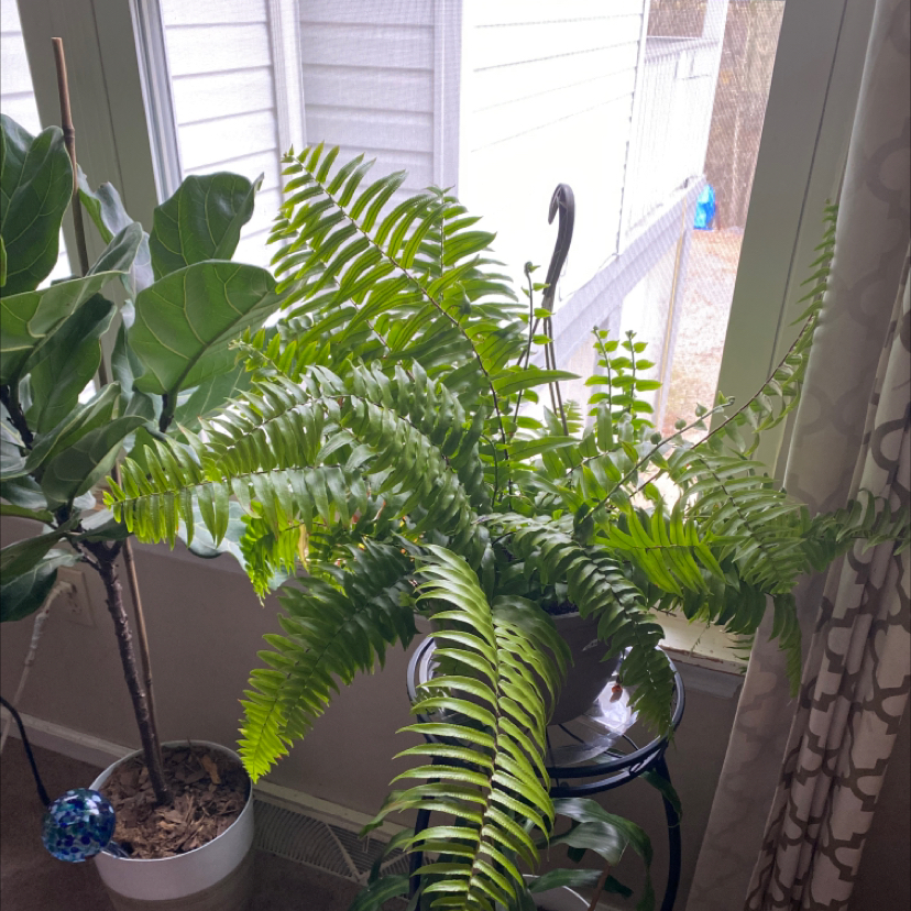 Bold Sword Fern indoors near a window, with another plant in the background.