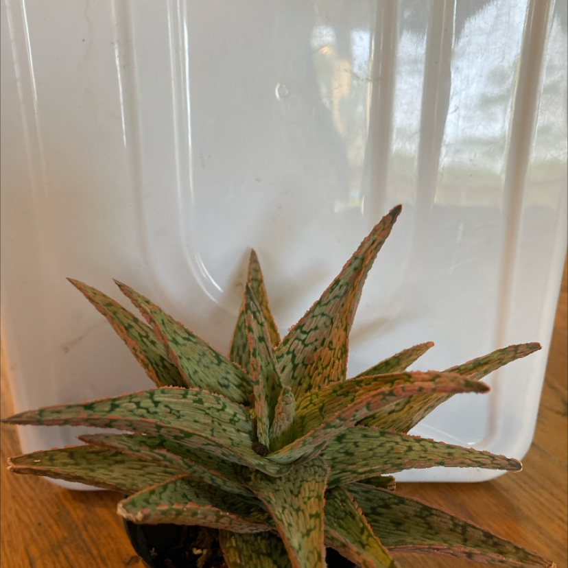 Snowflake Aloe plant with green and white speckled leaves, well-framed and centered.