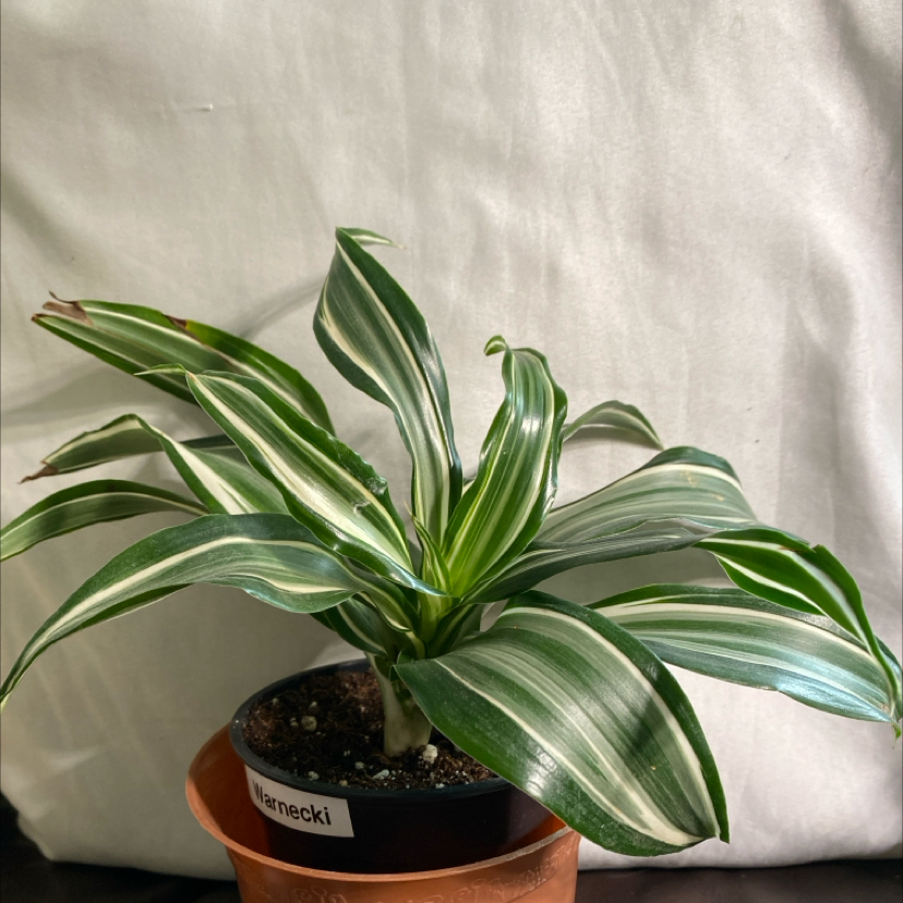 White Jewel Dracaena plant in a pot with vibrant green and white striped leaves.