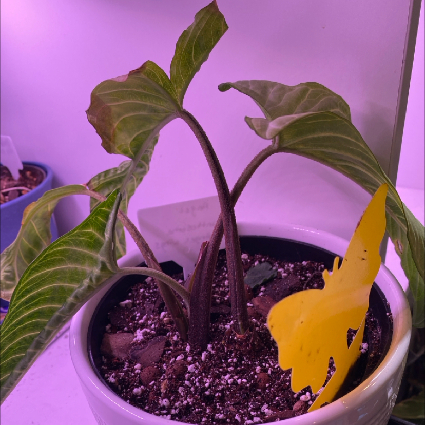 Potted Xanthosoma Angel wings plant with wilting leaves and visible soil under artificial lighting.