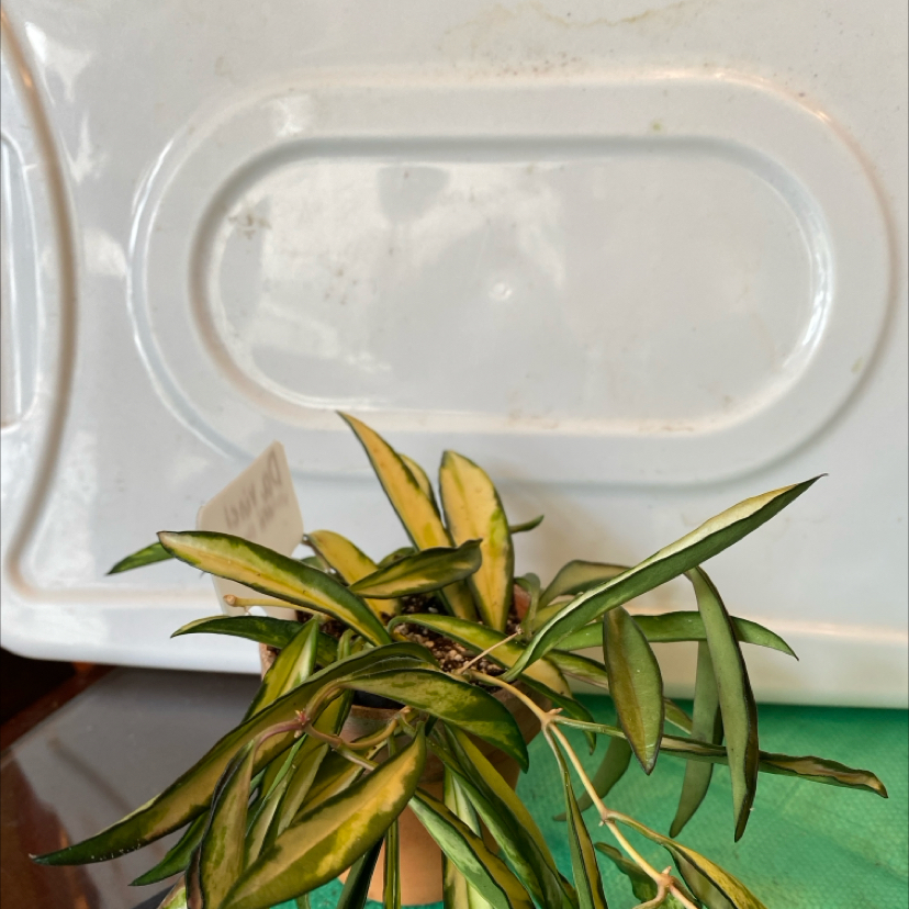 Variegated Hoya wayetii plant with green and yellow leaves in a small pot against a white background.