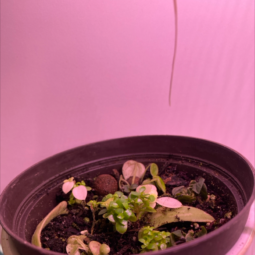 Variegated Teardrop Peperomia in a pot with some yellowing and browning leaves.