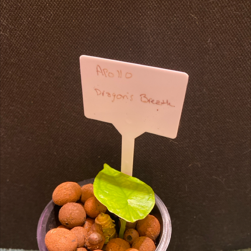 Small Dragon's Breath plant in a pot with clay pebbles, labeled 'Apollo Dragon's Breath'.