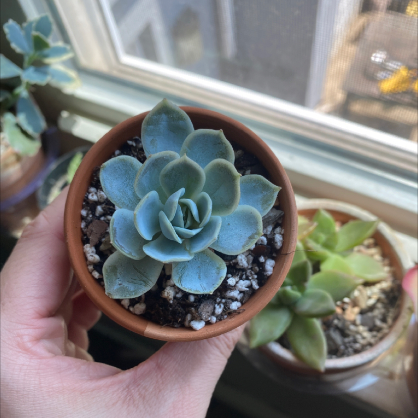 Echeveria 'Arctic Ice' succulent in a terracotta pot, held by a hand, with visible soil.