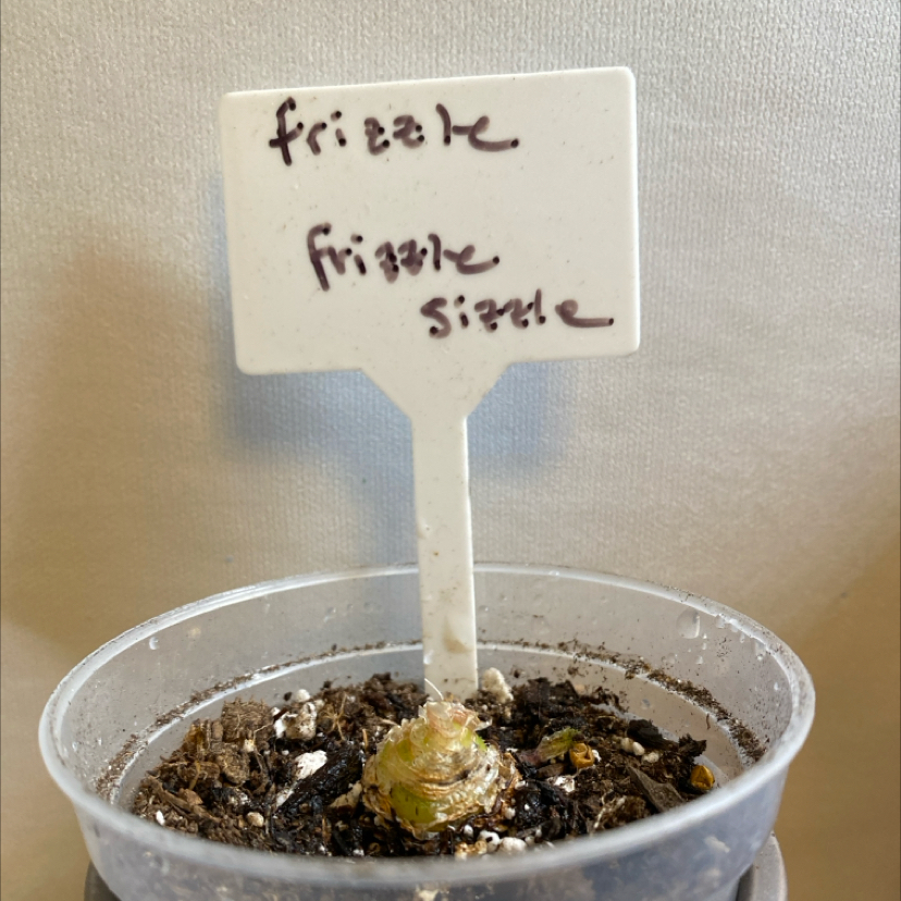 Frizzle