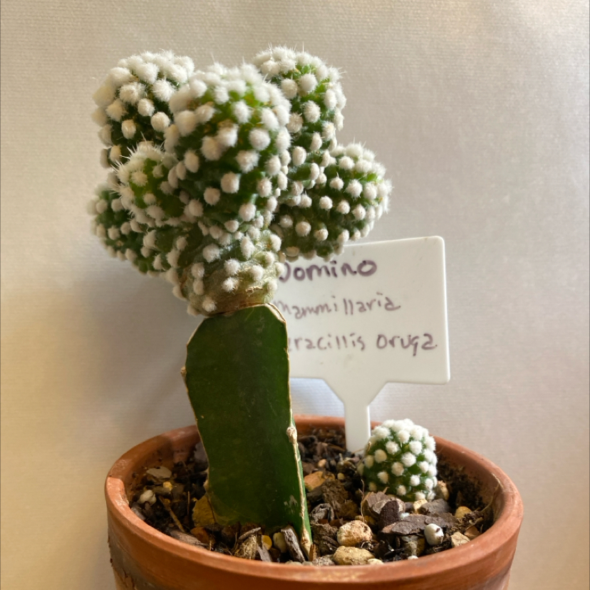 Domino