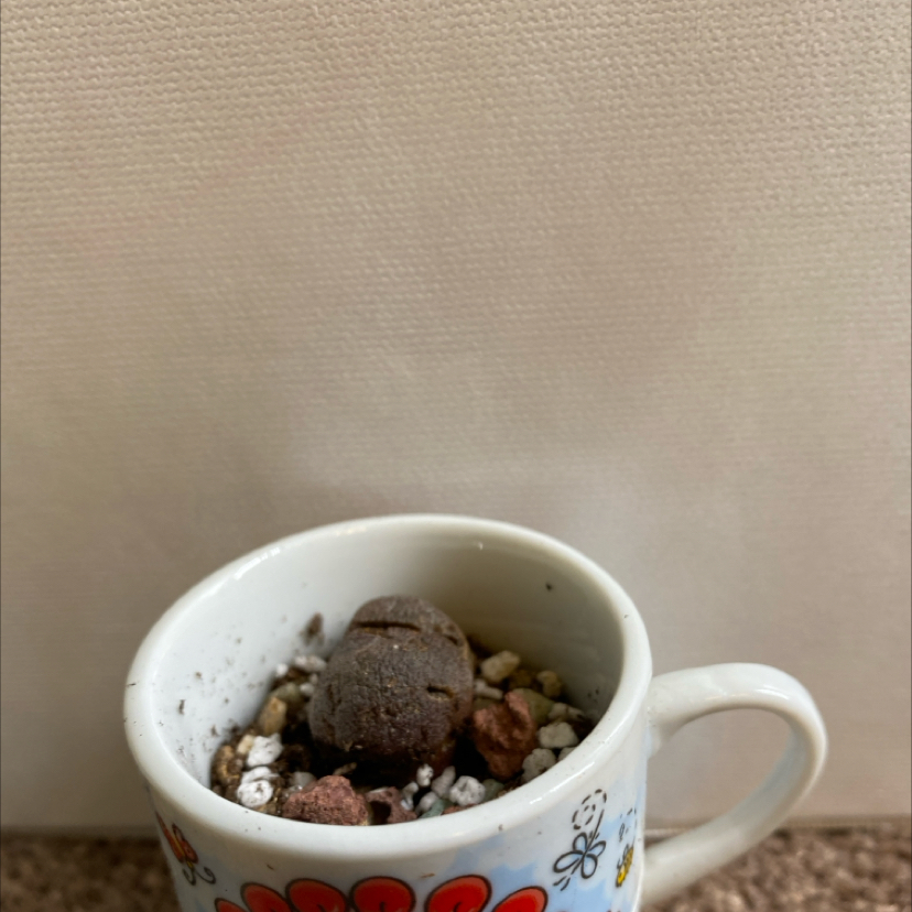 Royal Flush Split Rock plant in a decorative cup with visible soil.