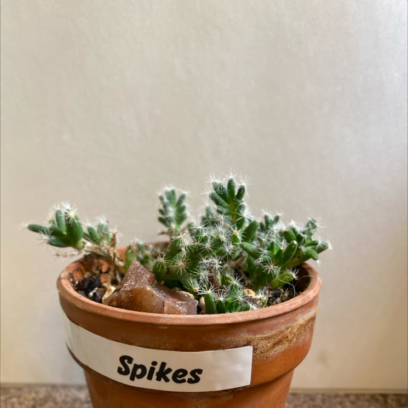 Spikes