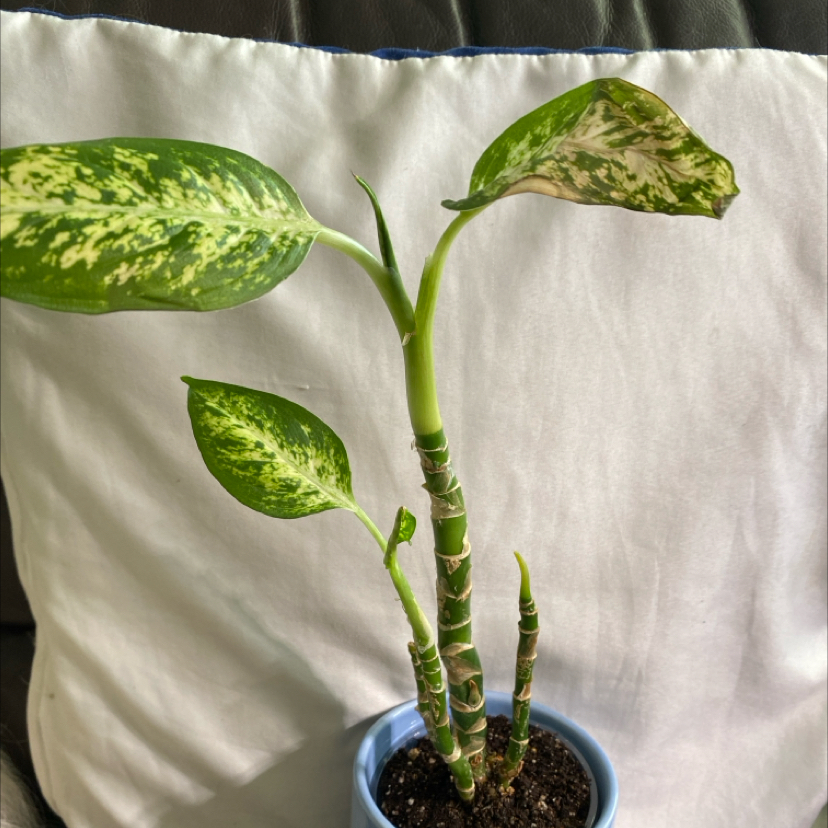 Dieffenbachia 'Compacta' plant in a pot with variegated leaves showing signs of yellowing and browning.