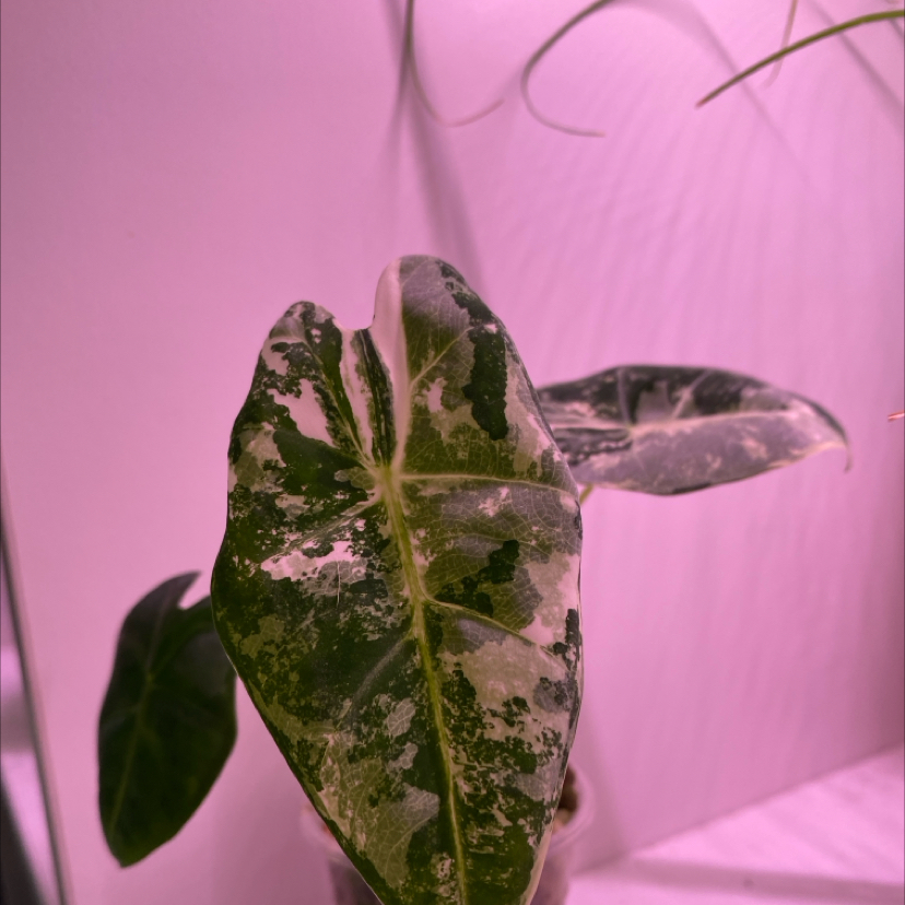 Variegated Alocasia frydek with prominent variegation under pink artificial lighting.
