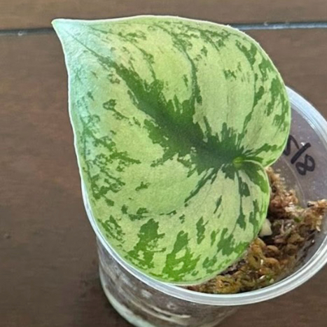 Exotica