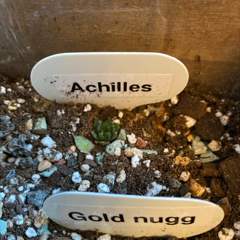 Sempervivum calcareum plant in soil with labels 'Achilles' and 'Gold nugg'.