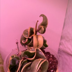 Variegated Hoya carnosa 'Compacta' plant