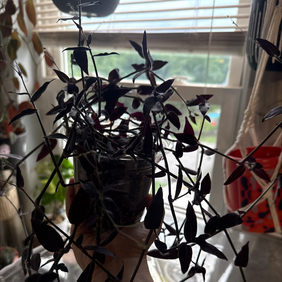 Photo of the plant species Tradescantia 'Jose Puig' by @KDkat3 named Jose Puig on Greg, the plant care app