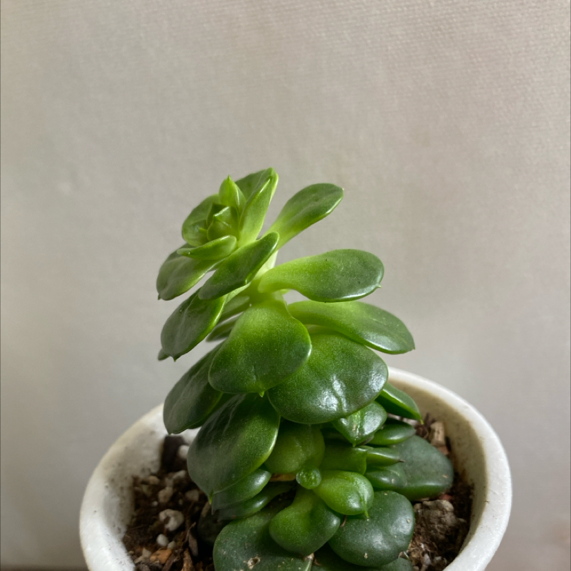 Photo of the plant species Sedeveria Rolly by @KDkat3 named Rolly on Greg, the plant care app