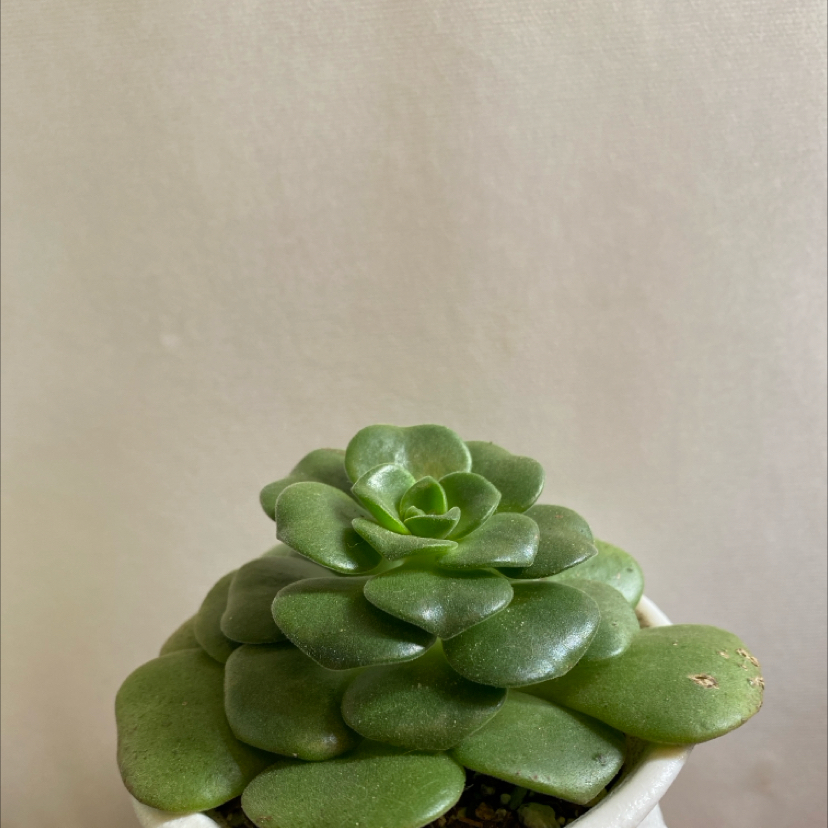 Photo of the plant species Echeveria Joselrin by @KDkat3 named Joselrin on Greg, the plant care app