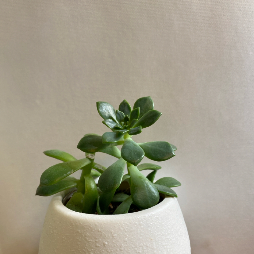 Photo of the plant species Sedeveria Markus by @KDkat3 named Markus on Greg, the plant care app