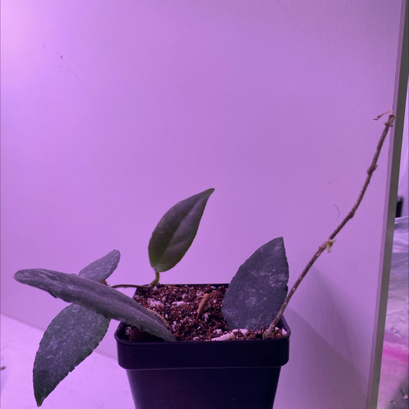 Potted Hoya caudata Sumatra plant with visible soil and a few leaves.