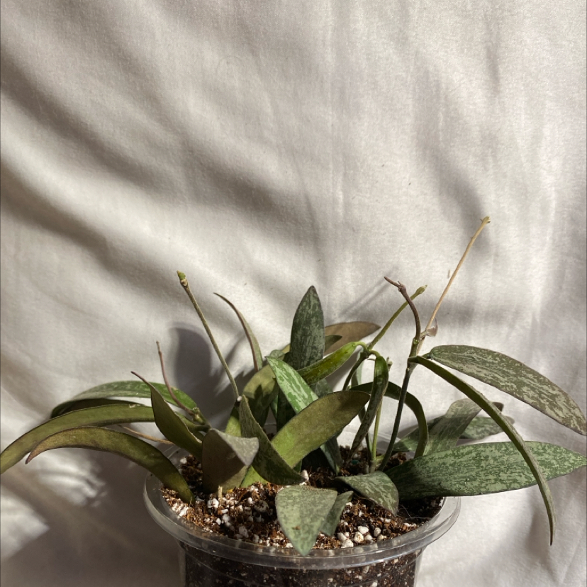 Hoya sigillatis plant in a clear plastic pot with visible soil and some leaf discoloration.