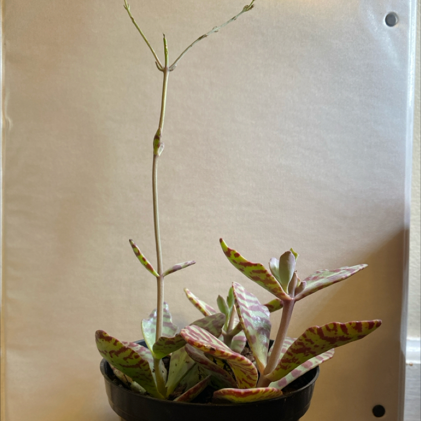 Kalanchoe humilis plant in a pot with variegated red and green leaves.
