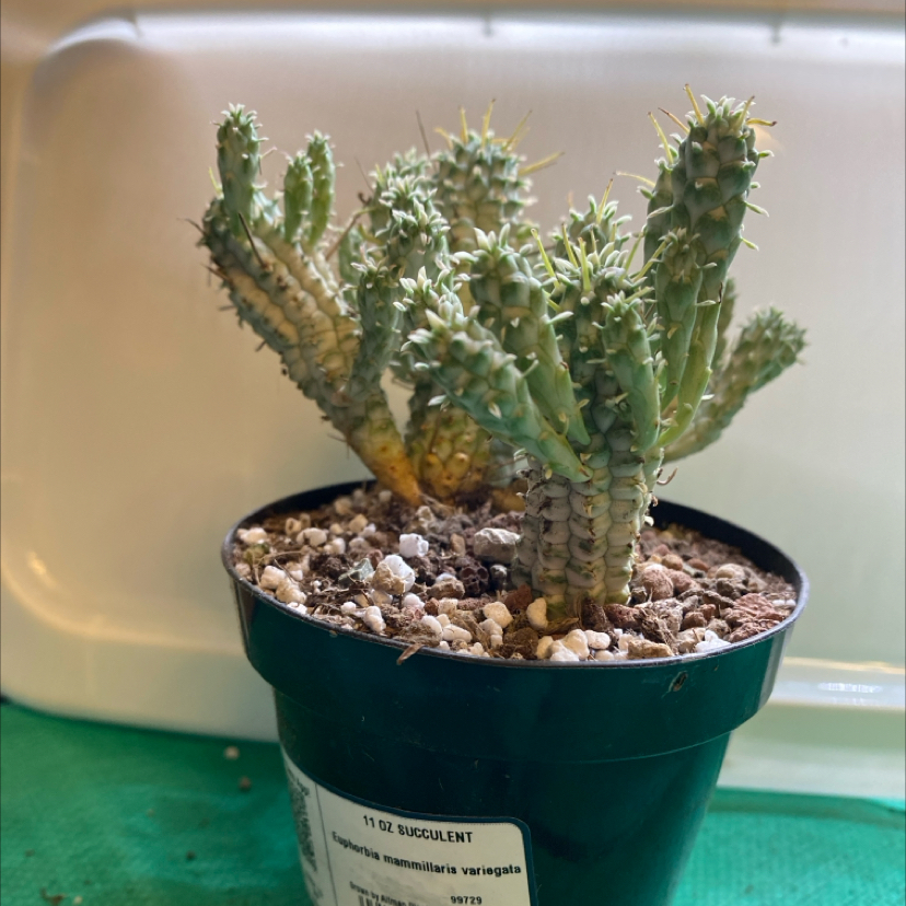 Variegated Corncob Cactus in a small pot with minor yellowing at the base.
