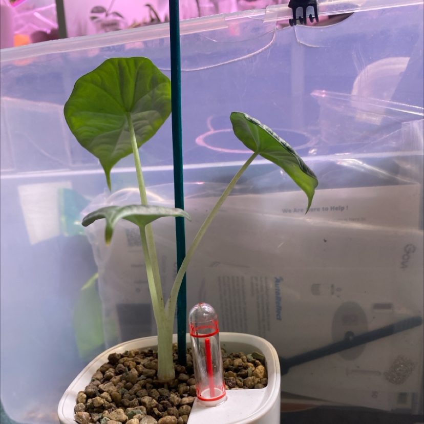 Photo of the plant species Dragon moon by @KDkat3 named Dragon moon on Greg, the plant care app