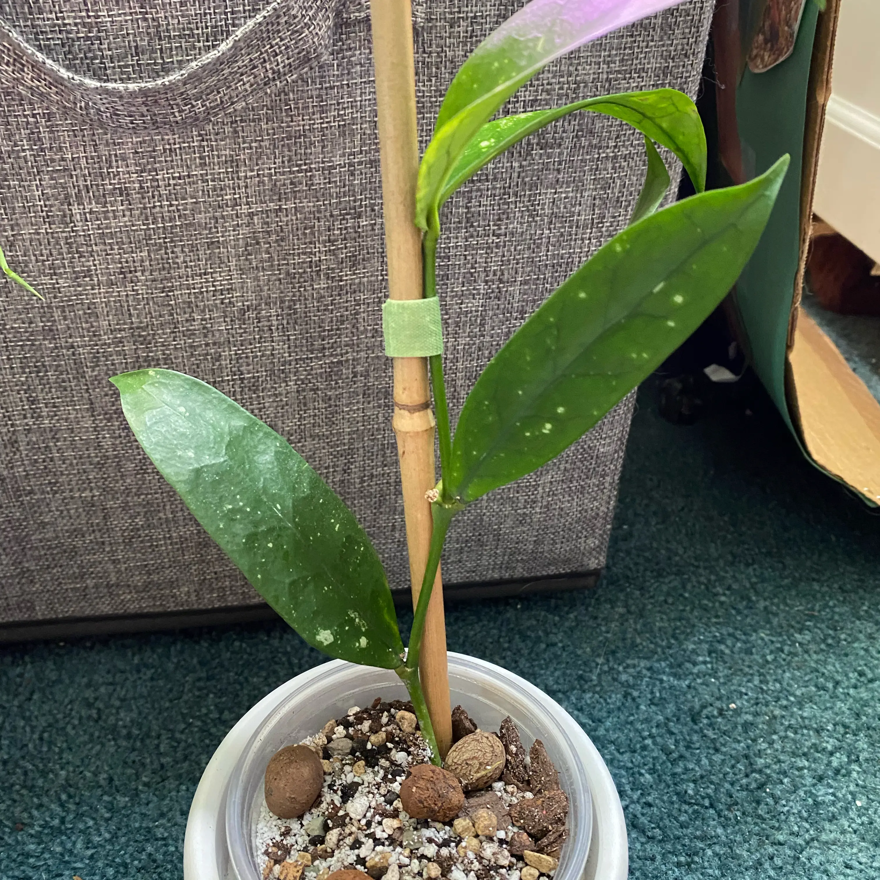 Photo of the plant species Hoya lobbii by @KDkat3 named Lobbii on Greg, the plant care app