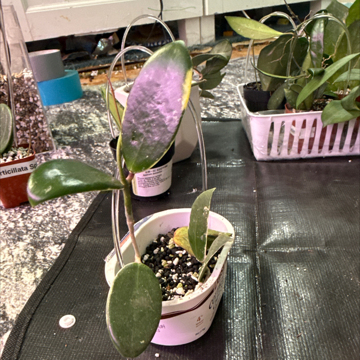 Photo of the plant species Albo Marginata Hoya Verticillata by @KDkat3 named Verticillata on Greg, the plant care app