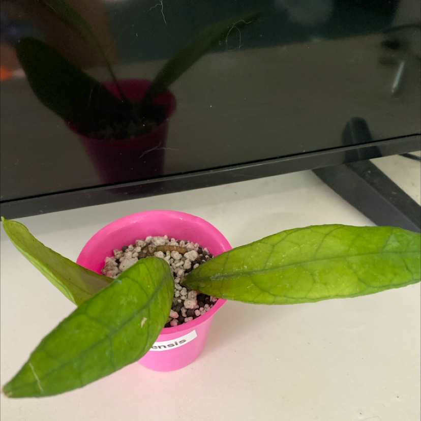 Photo of the plant species Hoya ranauensis by @KDkat3 named Ranauensis on Greg, the plant care app