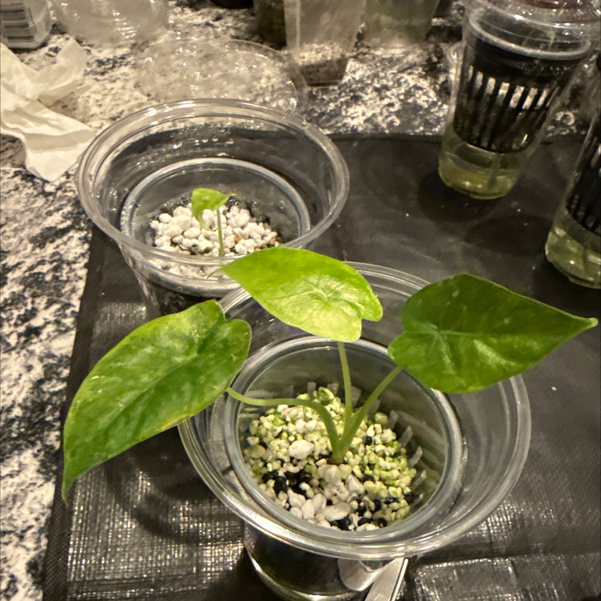 Photo of the plant species Alocasia 'Odora Aurea' by @KDkat3 named Odora corms on Greg, the plant care app