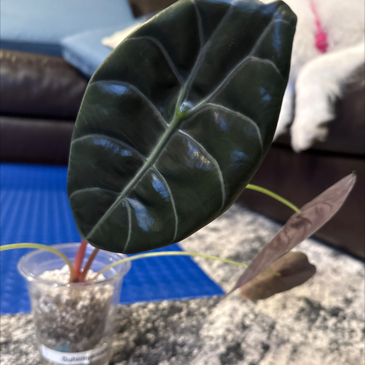 Photo of the plant species Alocasia Suhirmaniana by @KDkat3 named Suhirmaniana on Greg, the plant care app