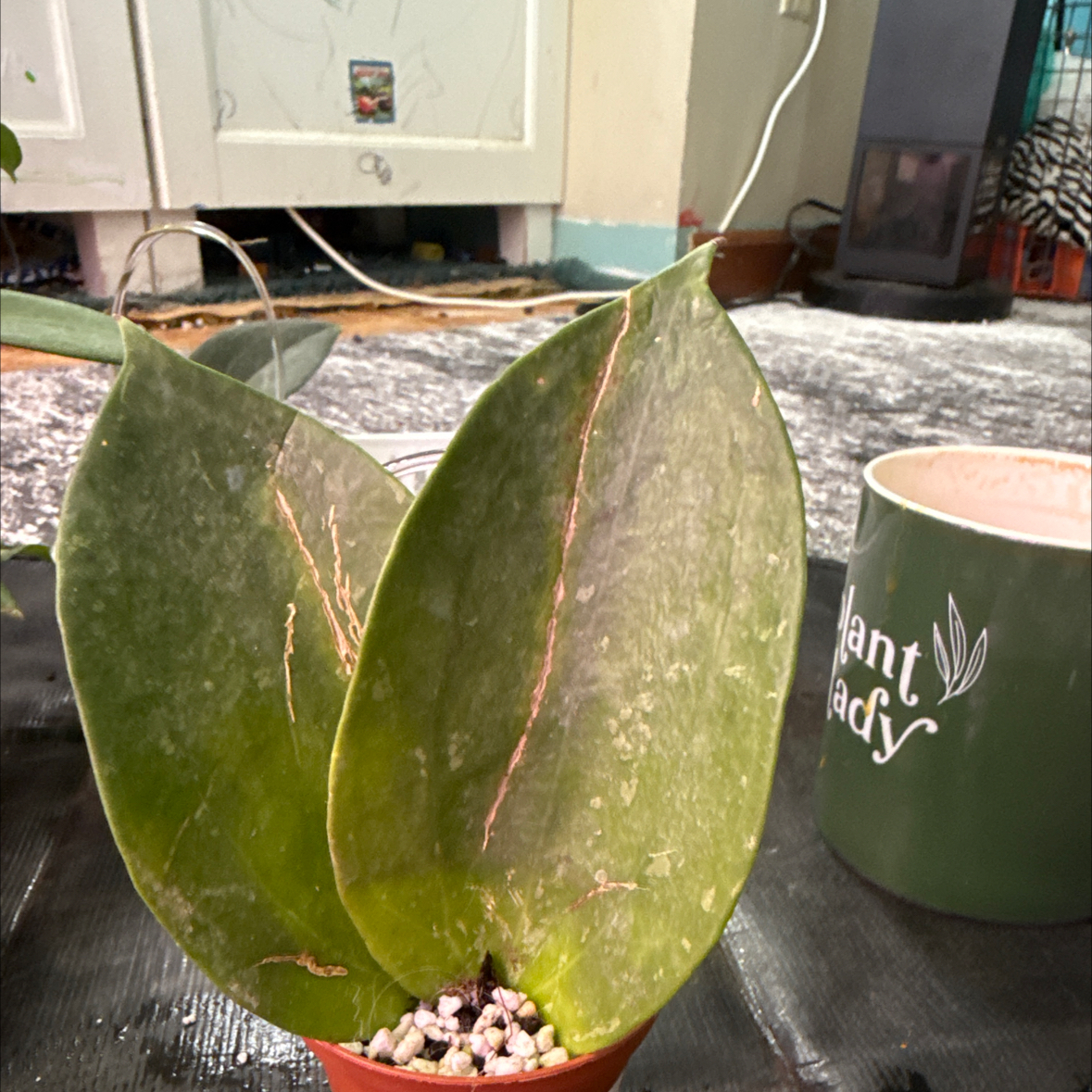 Photo of the plant species Hoya lambii by @KDkat3 named Lambii on Greg, the plant care app