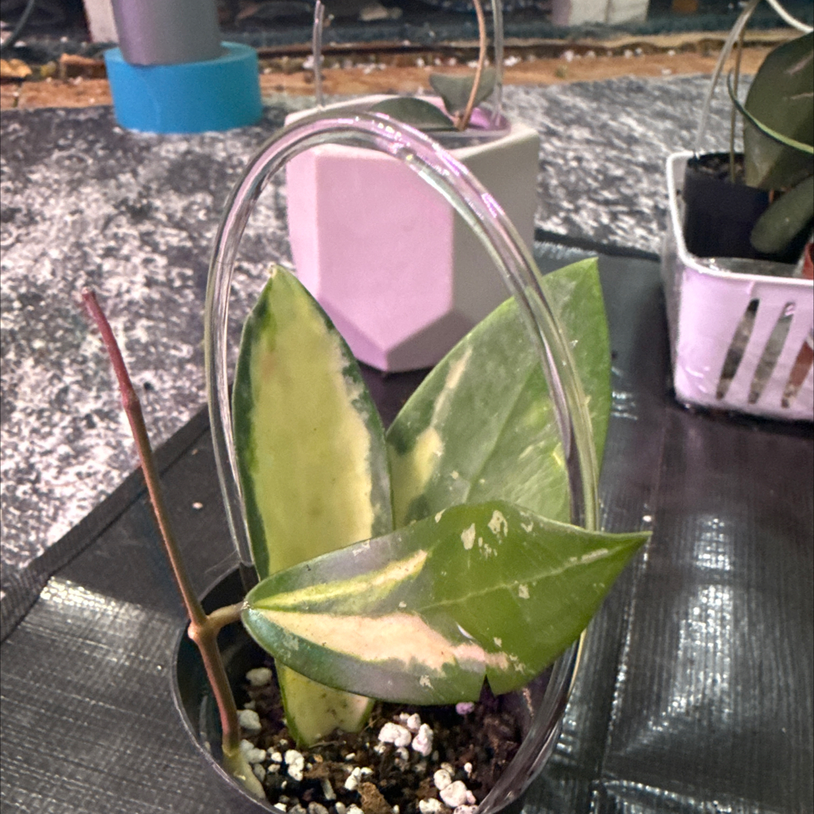 Photo of the plant species Acuta Var Hoya by @KDkat3 named Acuta Variegated on Greg, the plant care app