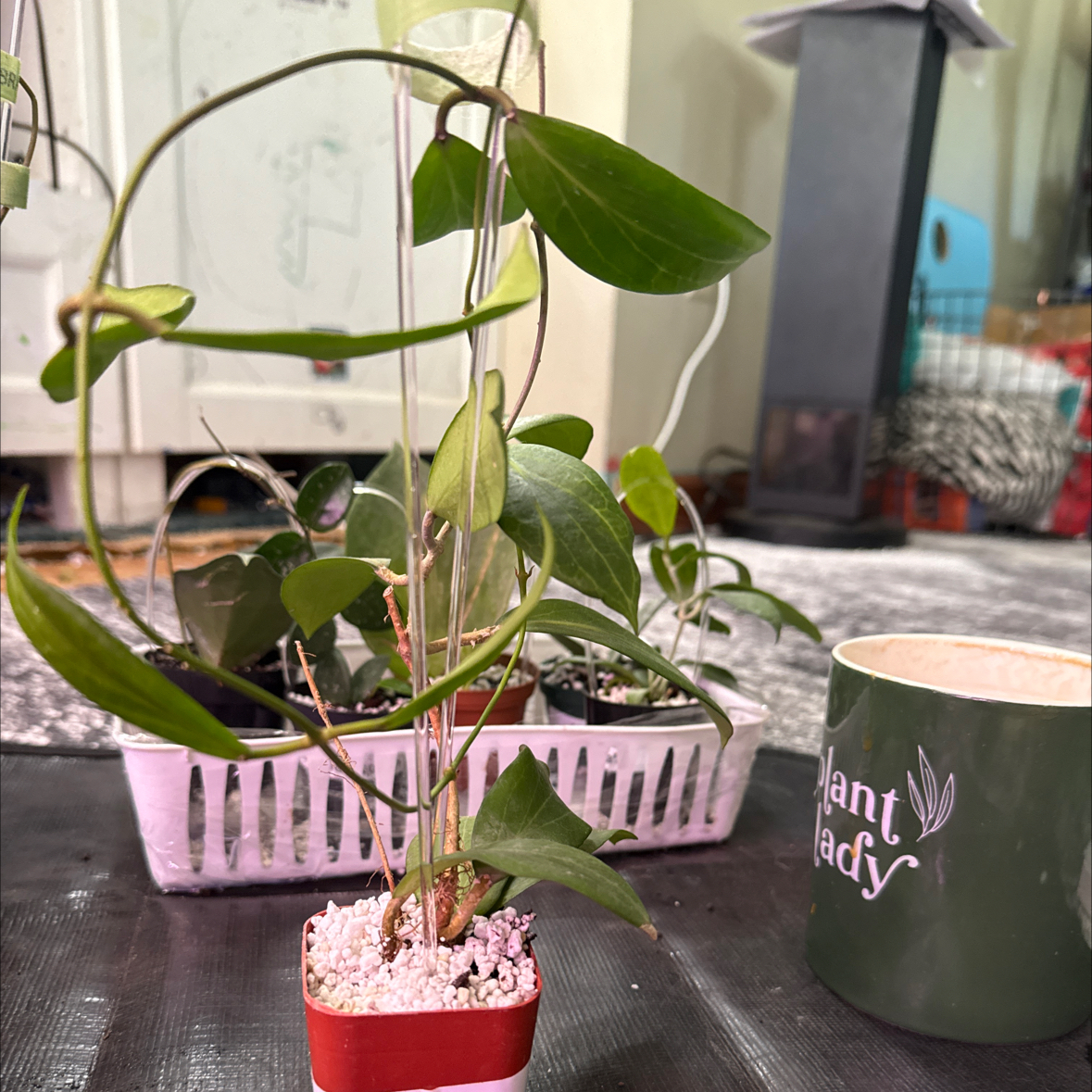 Photo of the plant species Neobudica Hoya by @KDkat3 named Neobudica on Greg, the plant care app