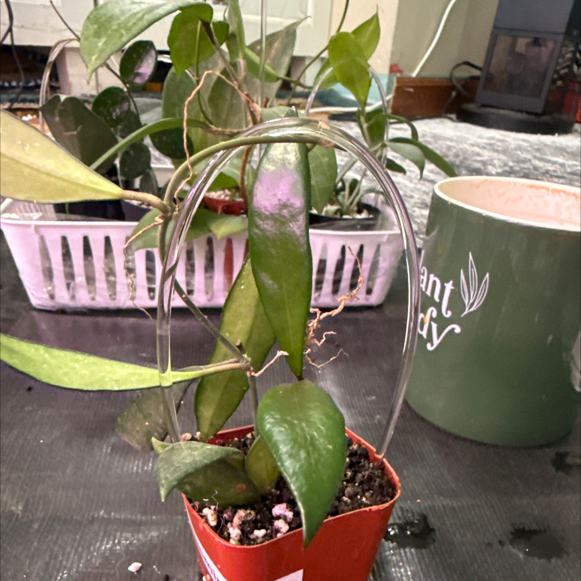 Photo of the plant species Hoya 'David Cummingii Album' by @KDkat3 named David cummingii on Greg, the plant care app