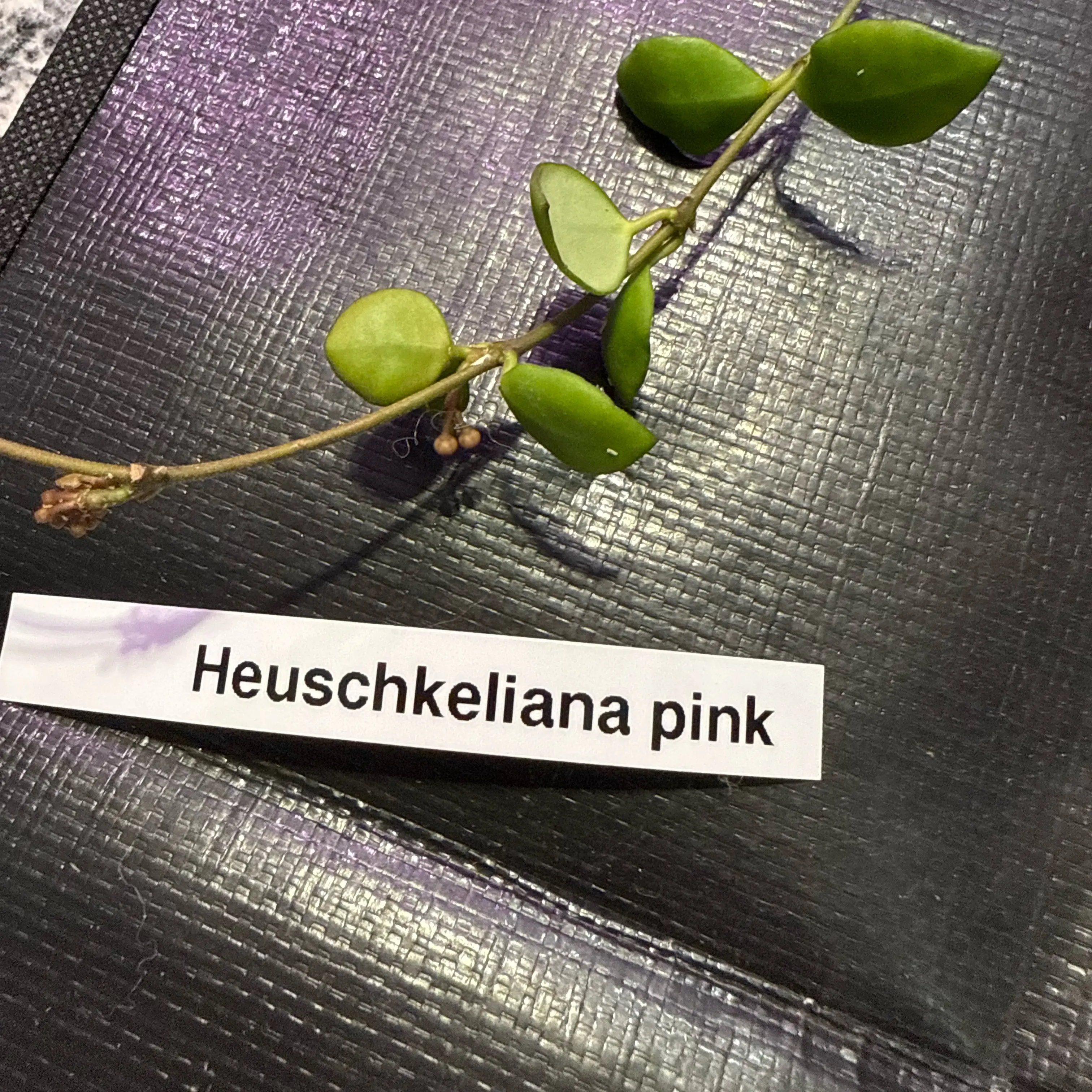 Photo of the plant species Hoya 'Heuschkeliana Pink' by @KDkat3 named Heuschkeliana pink on Greg, the plant care app