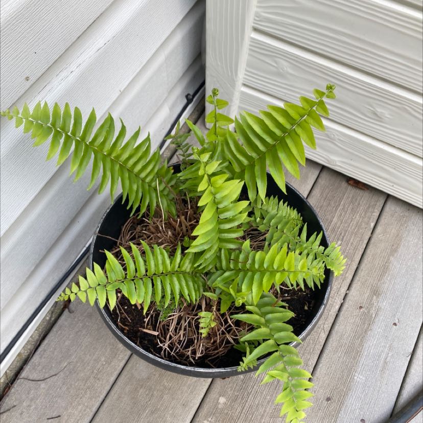 Potted Bold Sword Fern with vibrant green fronds, healthy appearance.