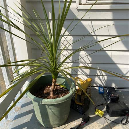 Photo of the plant species Dracaena Indivisa by @KDkat3 named Einstein on Greg, the plant care app