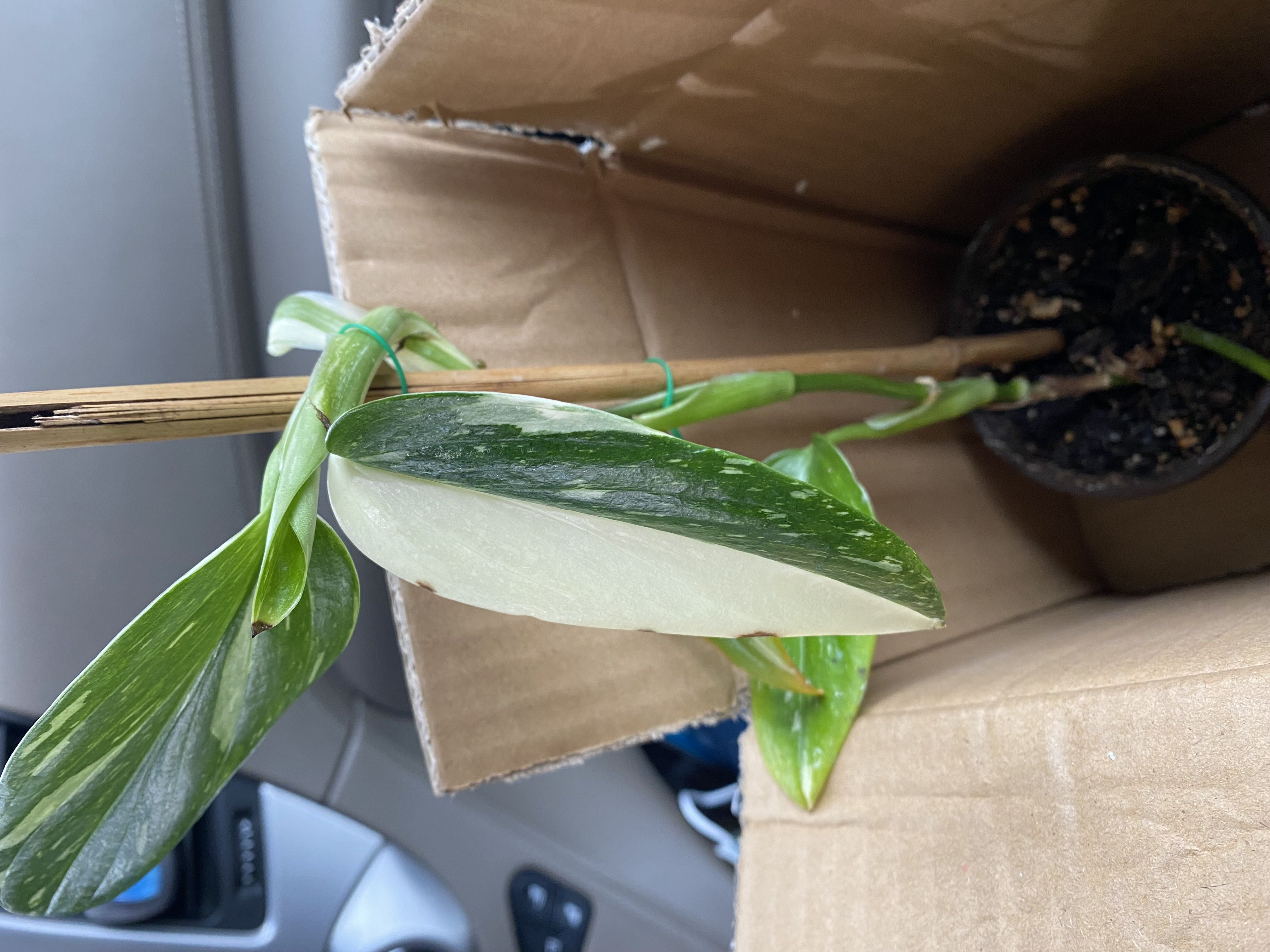 Monstera Cobra Plant Care: Water, Light, Nutrients | Greg App 🌱