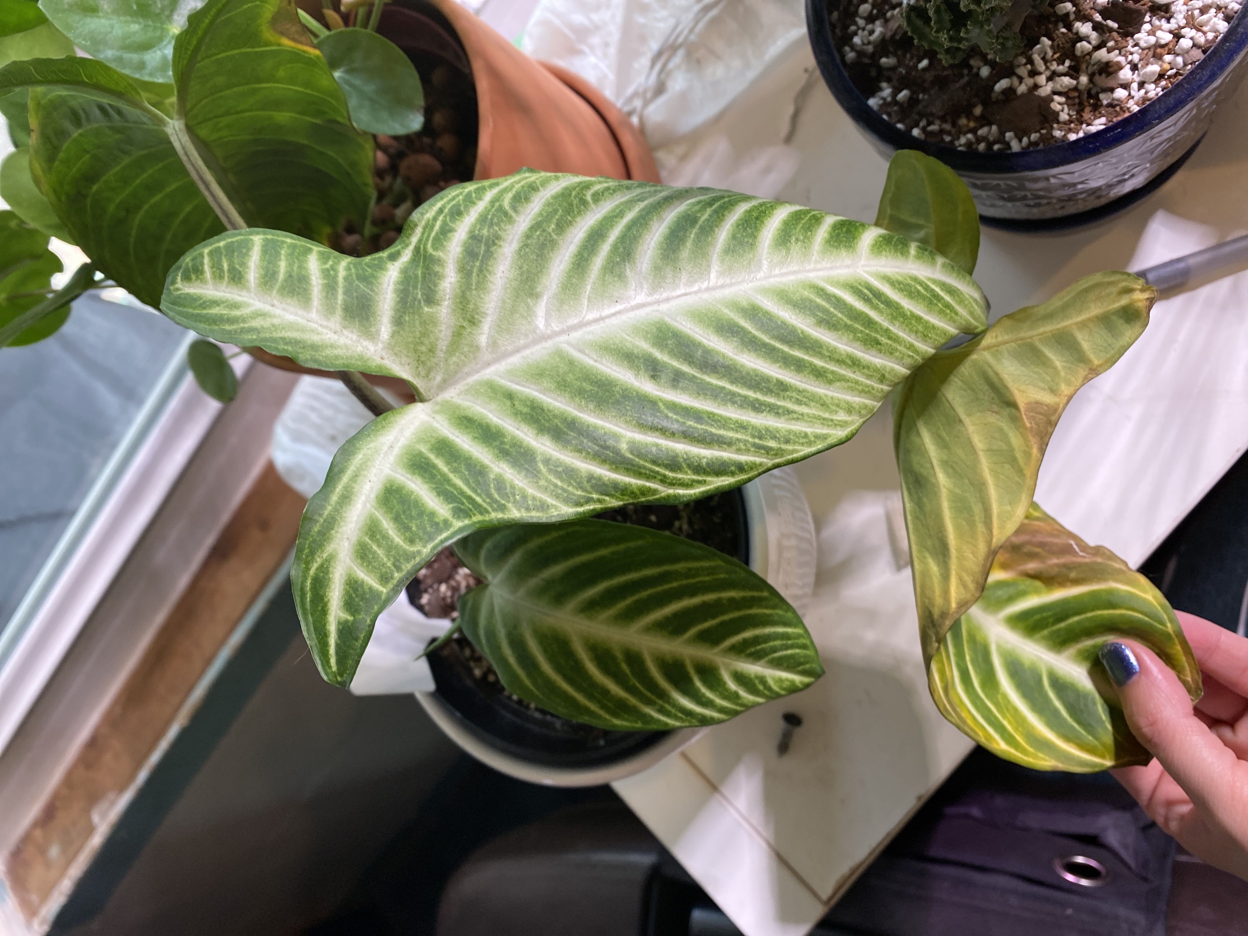 Photo from the post