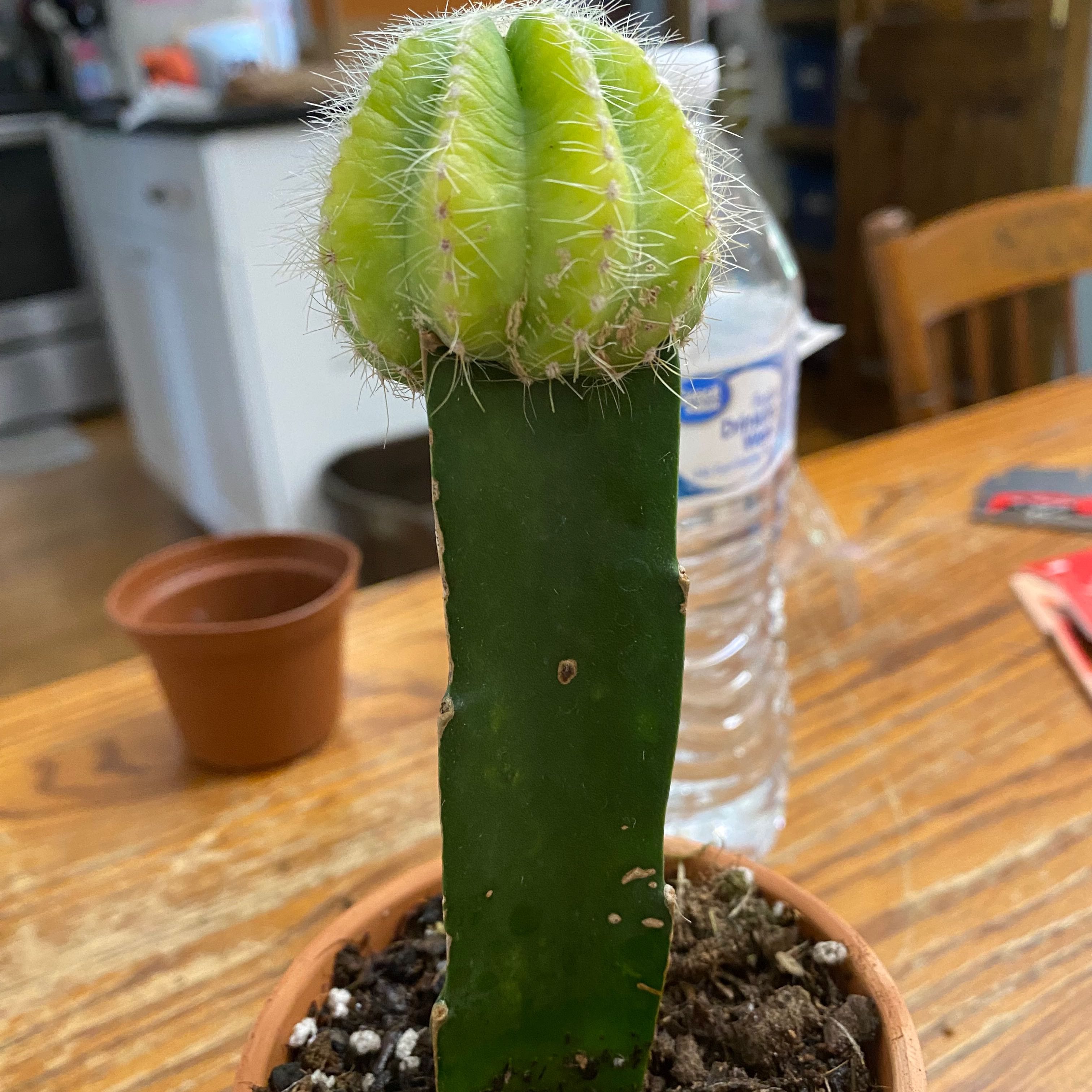 Baesil Parodia magnifica f. aurata
