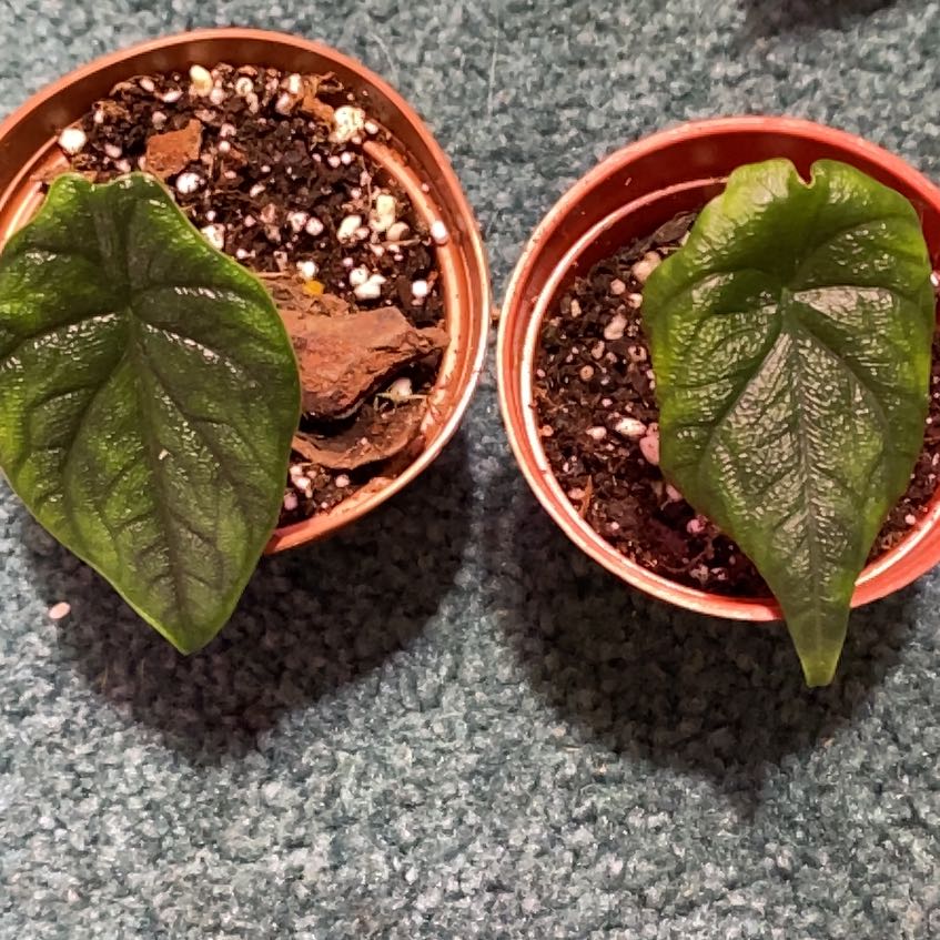 Two small potted Alocasia 'Rugosa' plants with dark green, textured leaves.