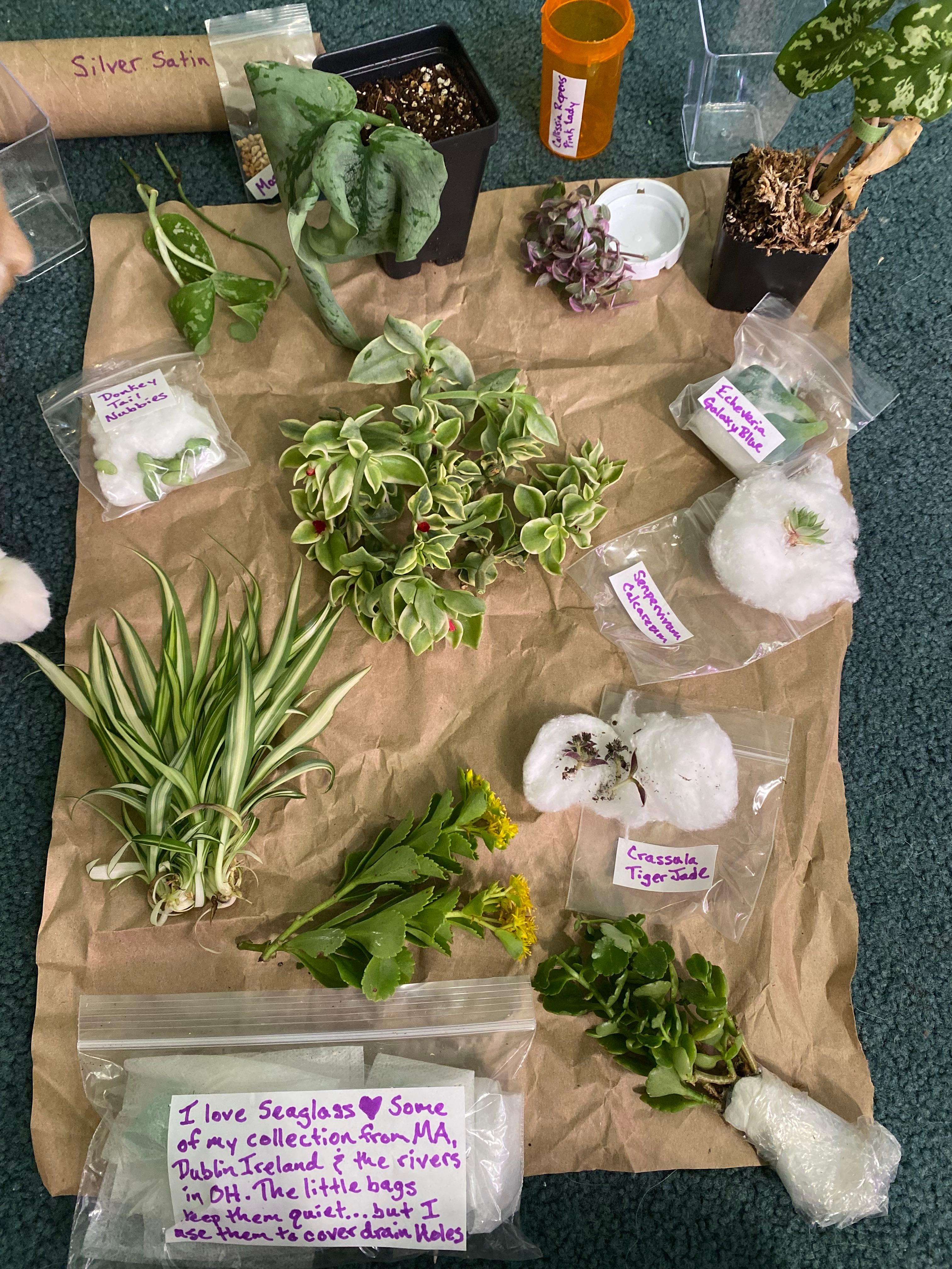 Black Rose Plant Care Water, Light, Nutrients Greg App 🌱